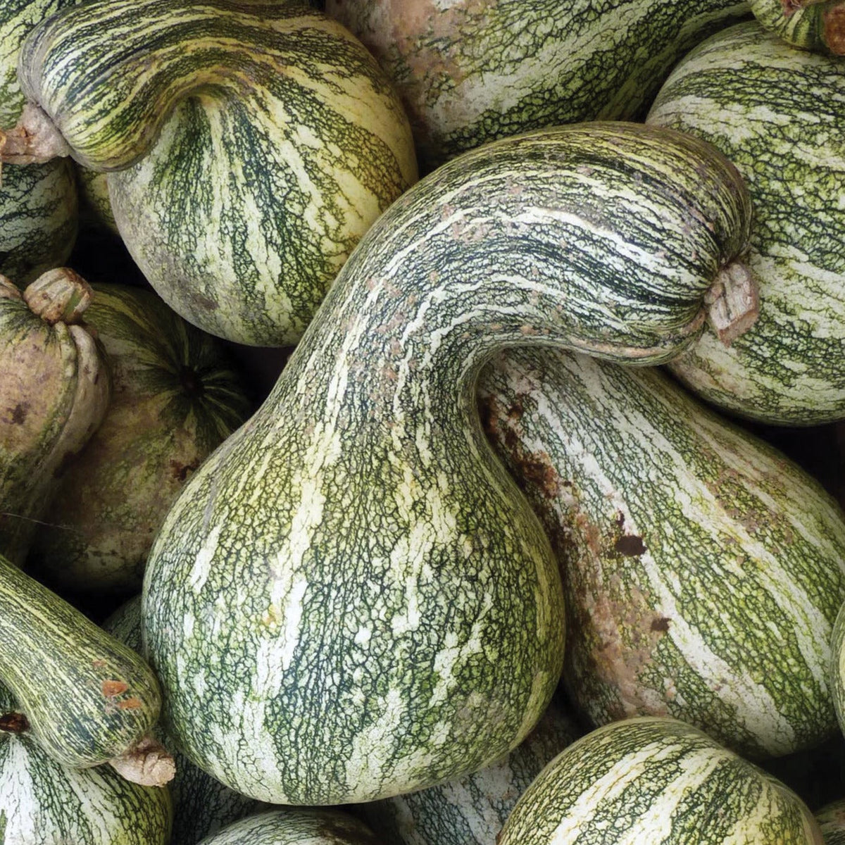 Green Stripe Cushaw Squash by MIgardener