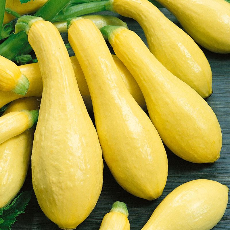 Early Straightneck Summer Squash Seeds (Organic), Garden from Grow Organic