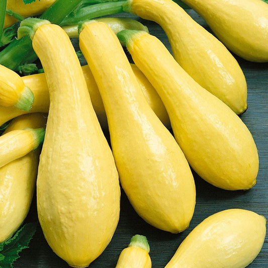 Early Straightneck Summer Squash Seeds (Organic), Garden from Grow Organic