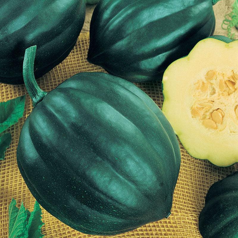 Table Queen Acorn Winter Squash Seeds (Organic), Garden from Grow Organic