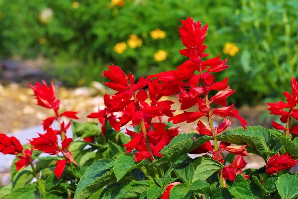 St. John Fire Salvia by MIgardener