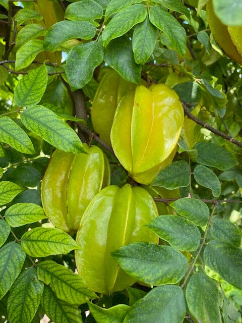 Kary Star Fruit Carambola Fruit Tree, Grafted from Everglades Farm