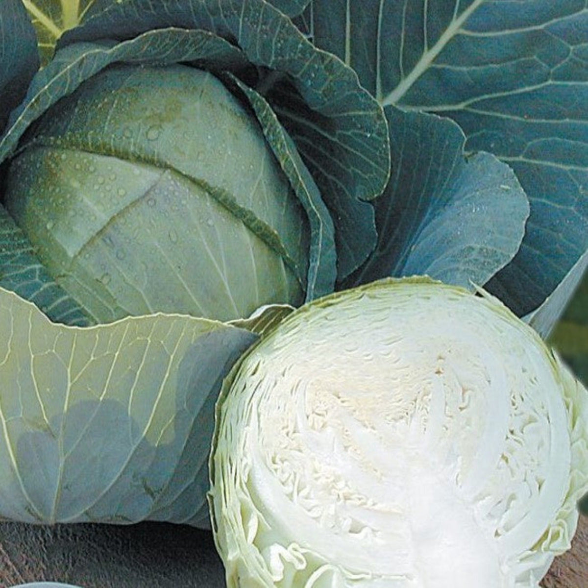 Stone Head Hybrid Cabbage Seeds by Papaws Garden Supply