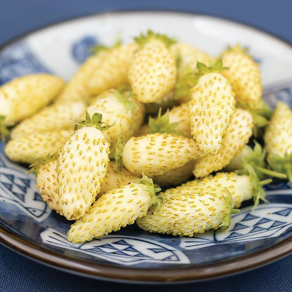Yellow Wonder Strawberry (Everbearing) seeds by MIgardener