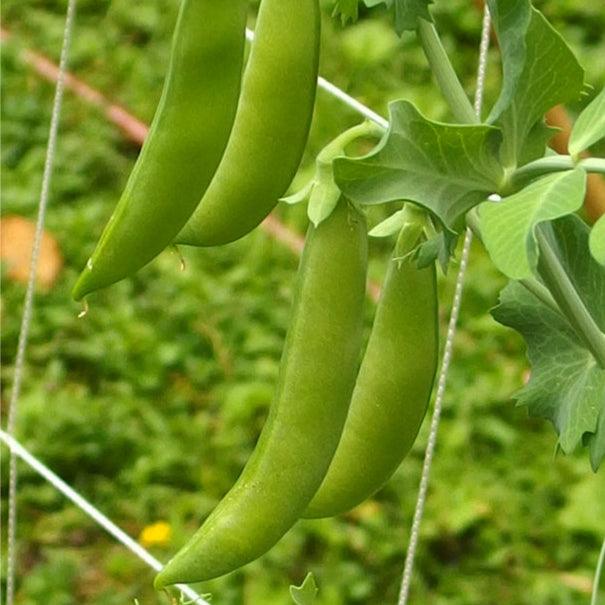 Sugar Daddy Pea Seeds (Organic), Garden from Grow Organic