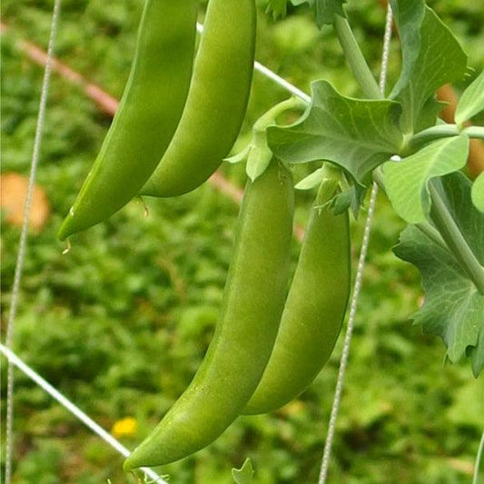 Sugar Daddy Pea Seeds (Organic), Garden from Grow Organic