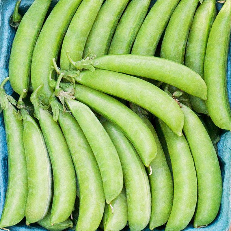 Sugar Snap Pea Seeds (Organic), Garden from Grow Organic