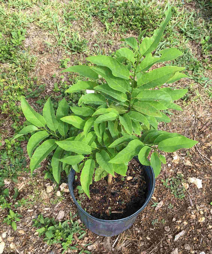Green Sugar Apple, Sweetsop, Annona Tree, Fruit Trees from Everglades Farm