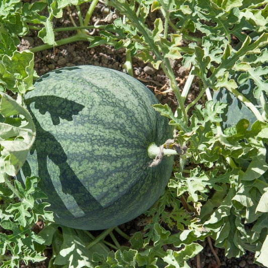 Sugar Baby Watermelon Seeds (Organic), Garden from Grow Organic