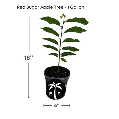 Red Sugar Apple, Sweetsop, Annona Tree, Fruit Trees from Everglades Farm