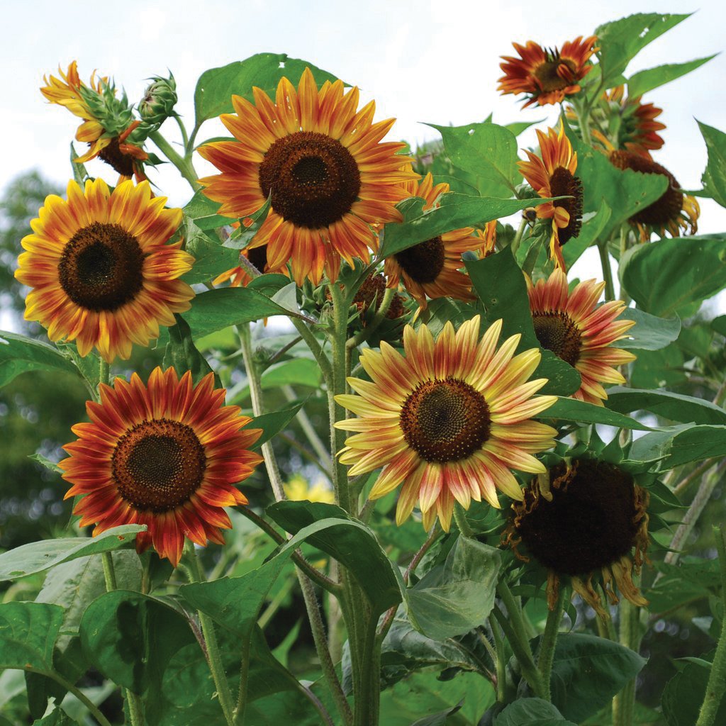 Evening Sunflower by MIgardener