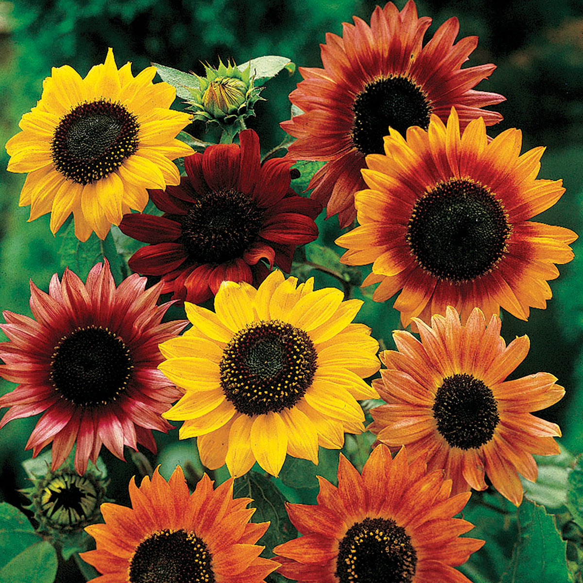 Mixed Sunflower by MIgardener