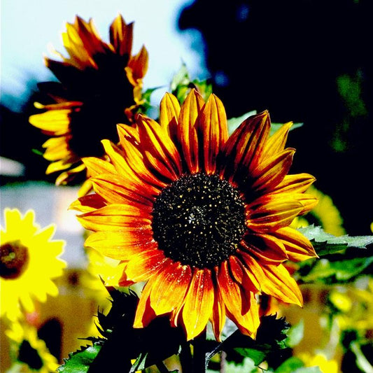 Autumn Beauty Sunflower Seeds (Organic), Garden from Grow Organic