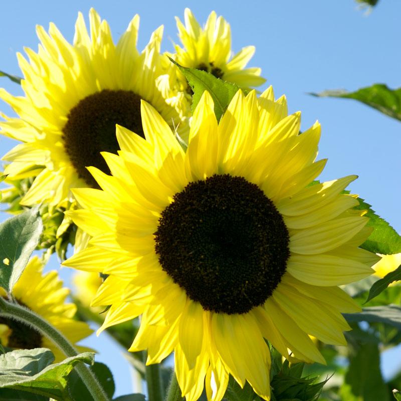 Lemon Queen Sunflower by Grow Organic