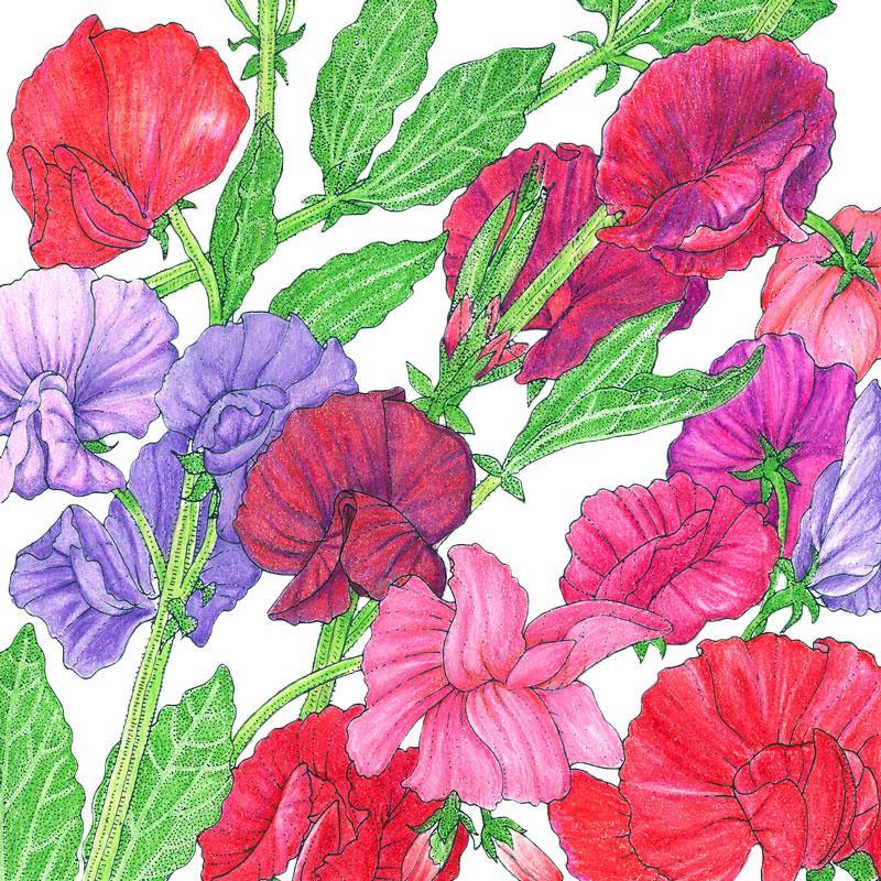 Sweet Pea, Old Spice Mix (1/4 lb), Garden from Grow Organic