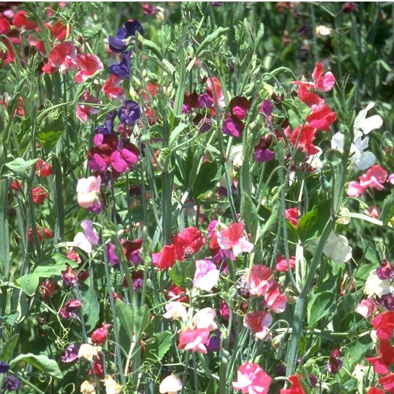 Sweet Pea, Old Spice Mix (1/4 lb), Garden from Grow Organic