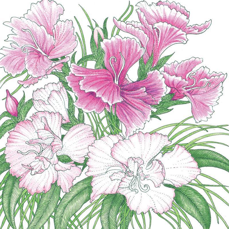 Sweet William (1/4 lb), Garden from Grow Organic