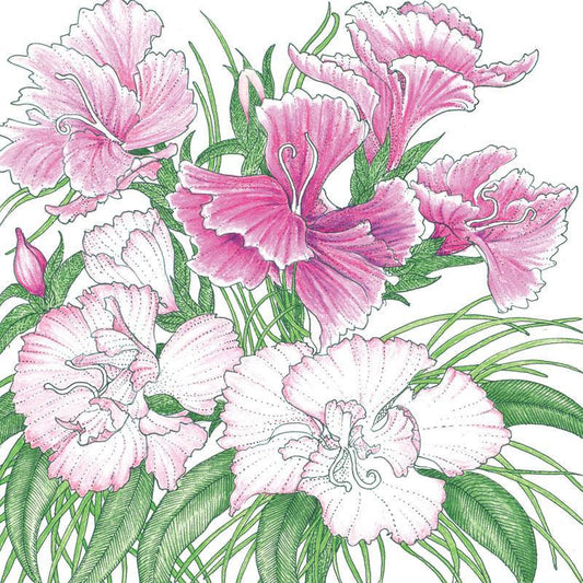 Sweet William (1/4 lb), Garden from Grow Organic