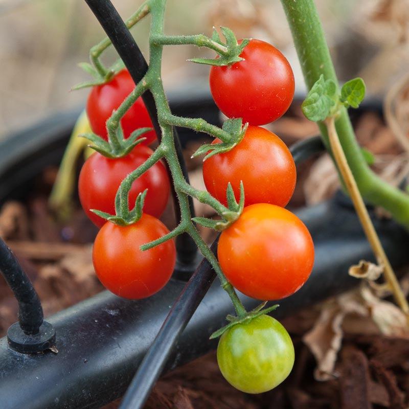 Sweetie Tomato Seeds (Organic), Garden from Grow Organic