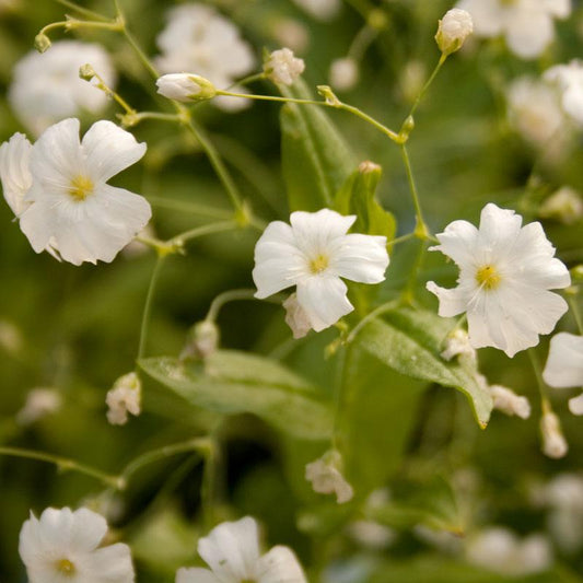 Baby's Breath (pack)