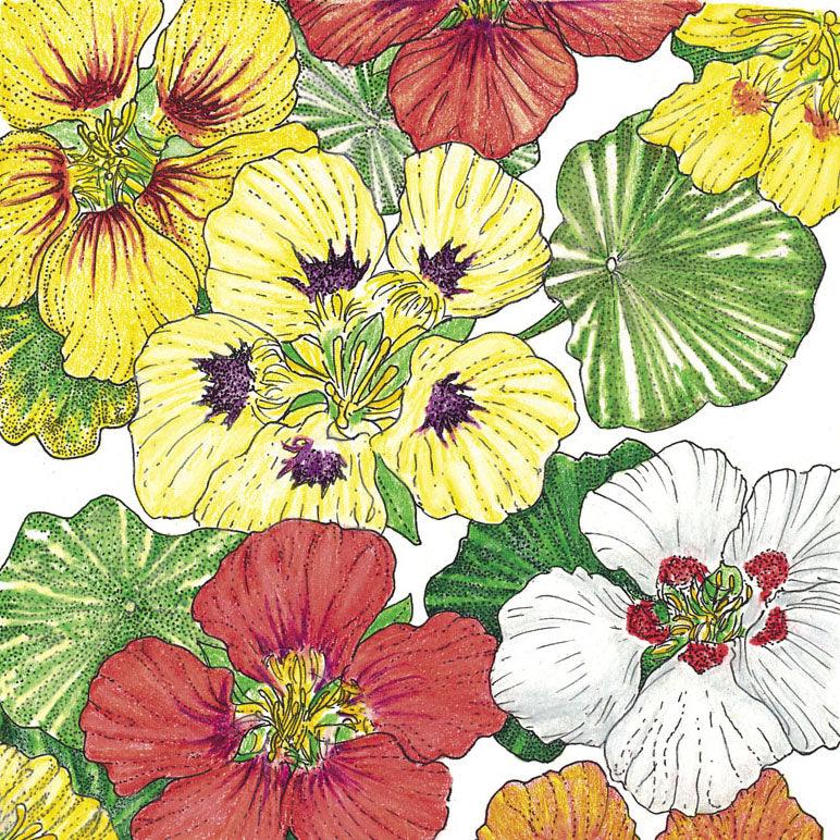 Nasturtium, Dwarf Jewel Mix (pack)