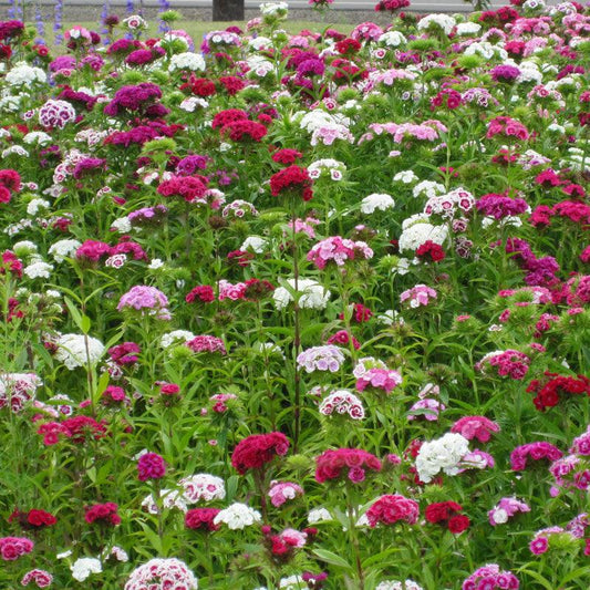 Sweet William (1/4 lb), Garden from Grow Organic