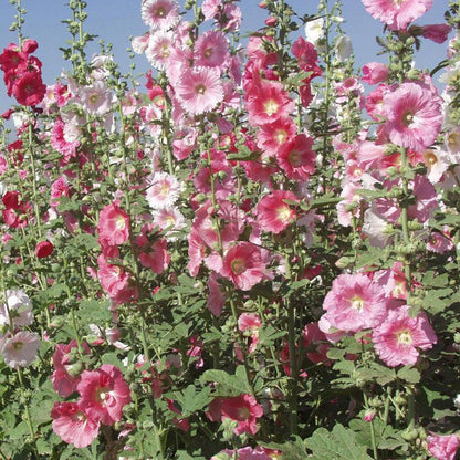 Hollyhock (pack)