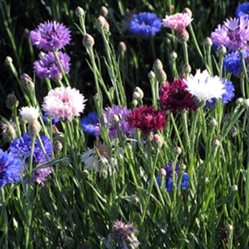 Bachelor Buttons Seed Pack
