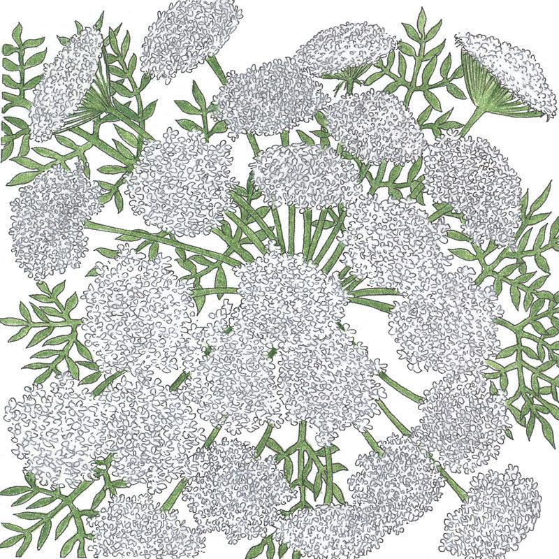 Queen Anne's Lace (pack)