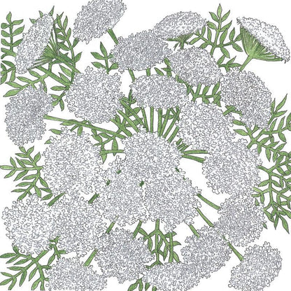 Queen Anne's Lace (pack)