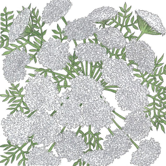 Queen Anne's Lace (pack)