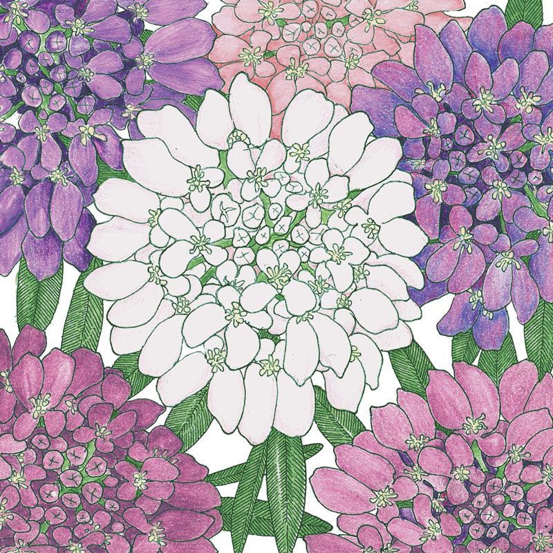 Candytuft, Dwarf (pack)