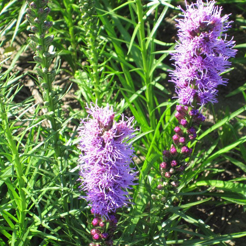 Dense Blazing Star (pack)
