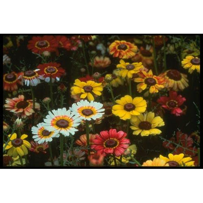 Daisy, Tricolor Mix (1/4 lb), Garden from Grow Organic