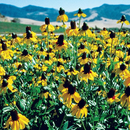 Coneflower, Clasping (pack)