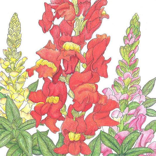Snapdragon, Spurred (1/4 lb), Garden from Grow Organic