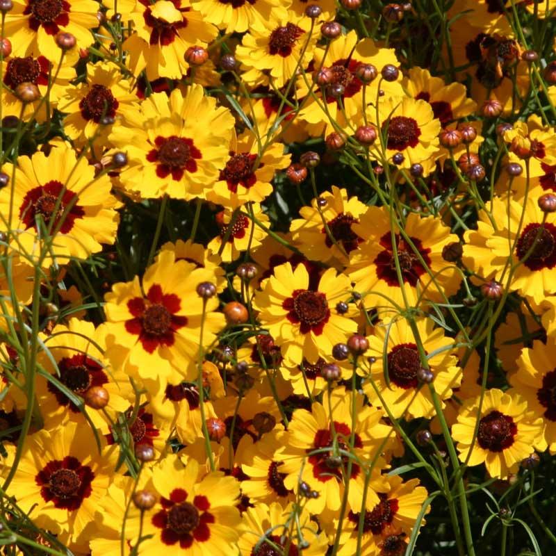 Coreopsis, Plains (pack)
