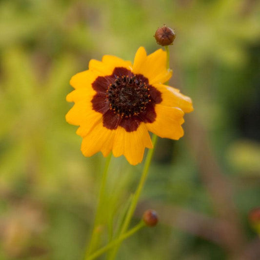 Coreopsis, Plains (1/4 lb), Garden from Grow Organic