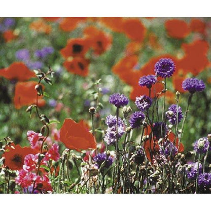 North American Shade Wildflower Mix (lb), Garden from Grow Organic