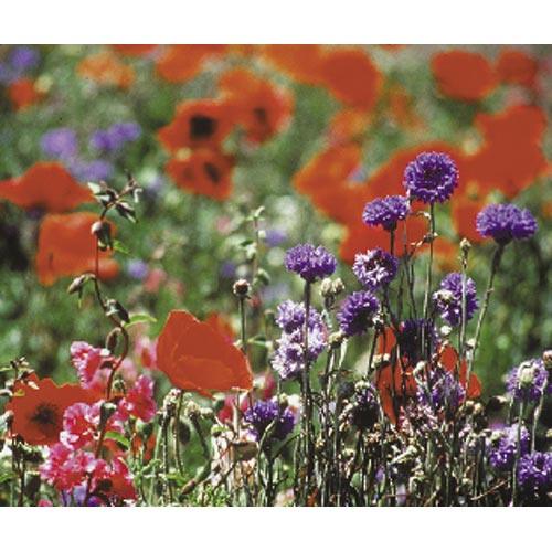 North American Shade Wildflower Mix (lb), Garden from Grow Organic