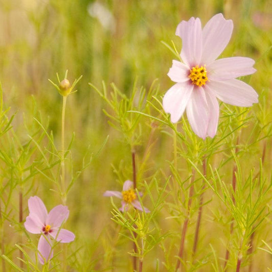 Cosmos, Sensation Mix (1/4 lb), Garden from Grow Organic