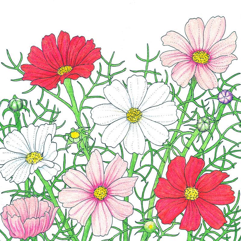 Cosmos, Sensation Mix (pack)