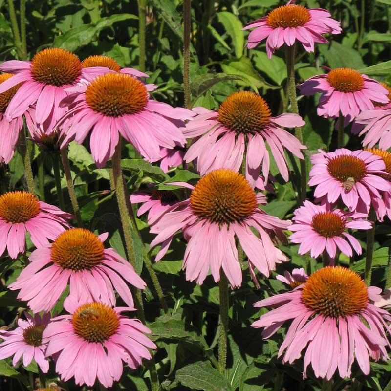 Coneflower, Purple (1/4 lb), Garden from Grow Organic
