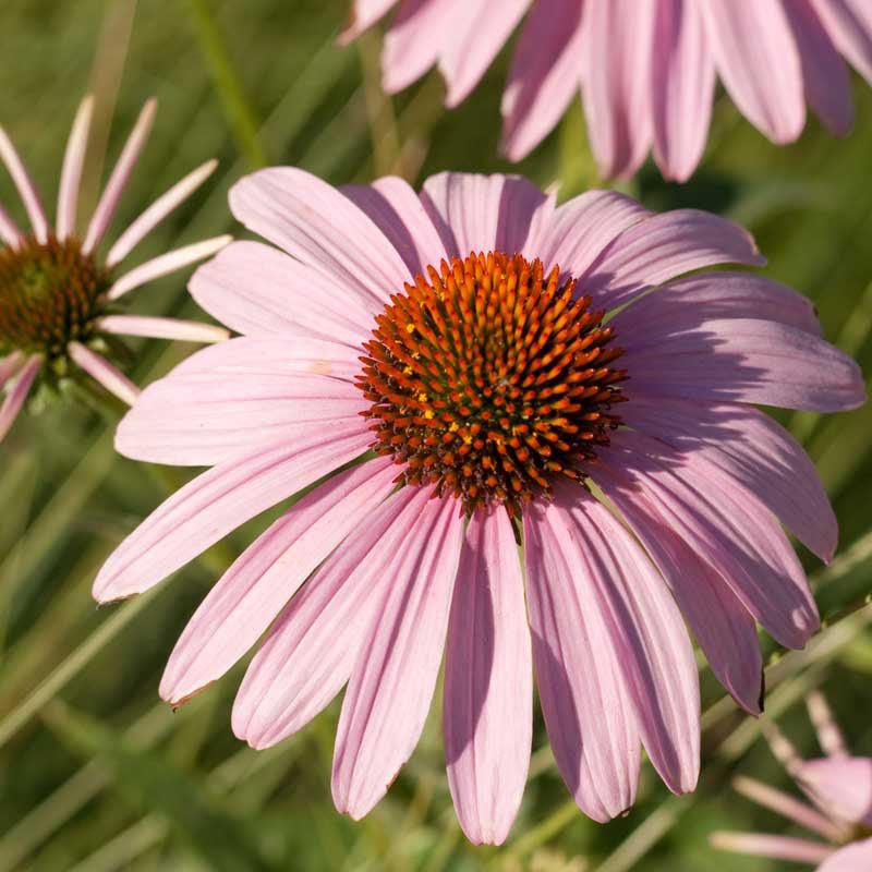 Coneflower, Purple (1/4 lb), Garden from Grow Organic