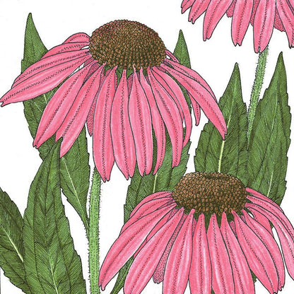 Coneflower, Purple (pack)