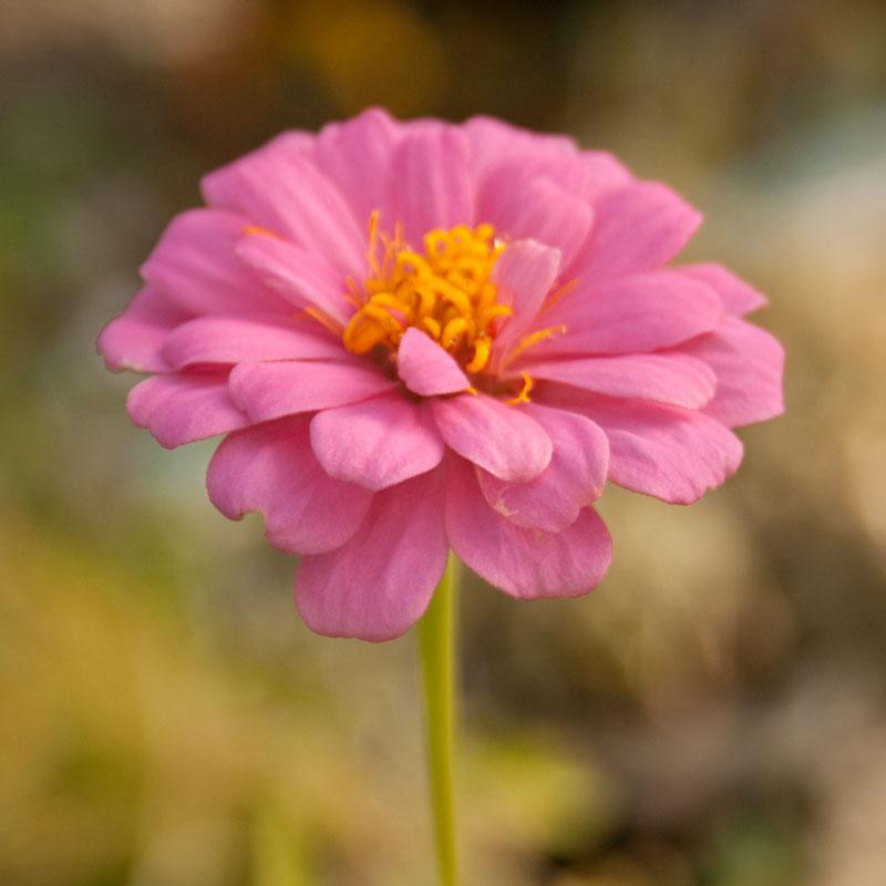 Zinnia, California Mix (lb), Garden from Grow Organic