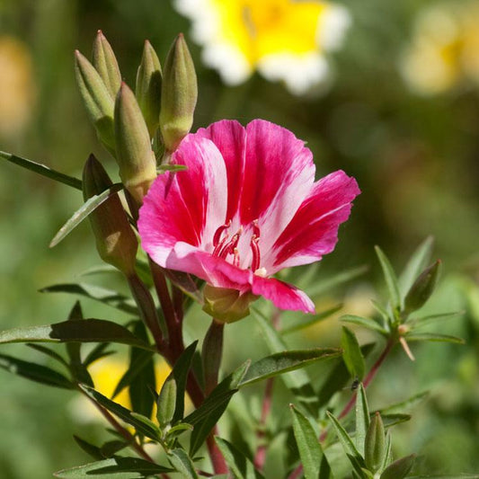 Godetia, Semi-Tall Single Mix (1/4 lb), Garden from Grow Organic
