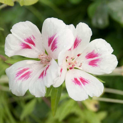 Godetia, Semi-Tall Single Mix (1/4 lb), Garden from Grow Organic