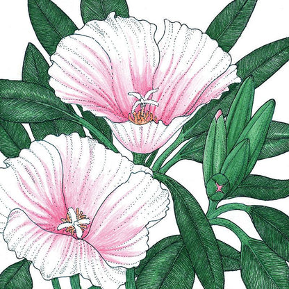 Godetia, Semi-Tall Single Mix (pack)