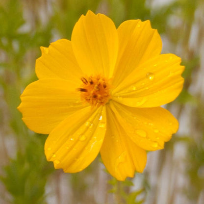 Cosmos, Yellow (pack)